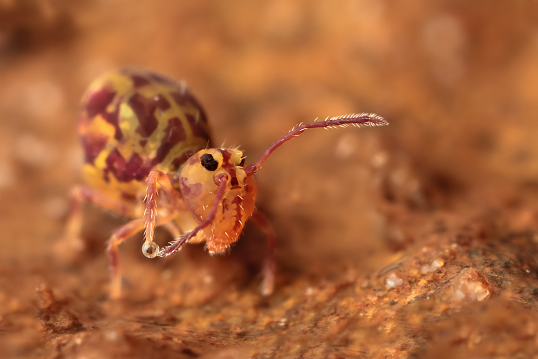 2011 (2) FEBRUARY Globular Springtail